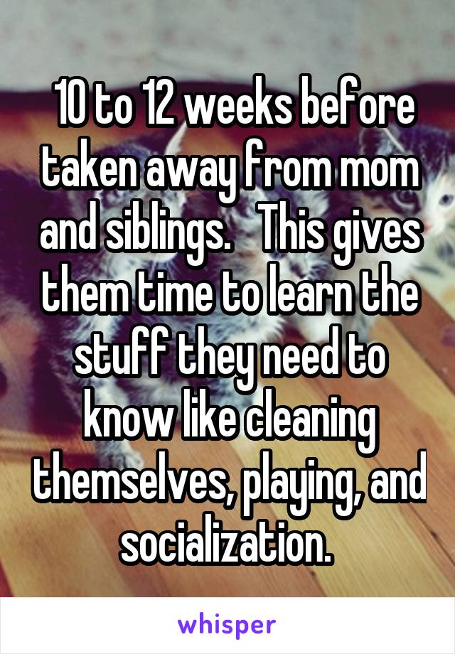  10 to 12 weeks before taken away from mom and siblings.   This gives them time to learn the stuff they need to know like cleaning themselves, playing, and socialization. 