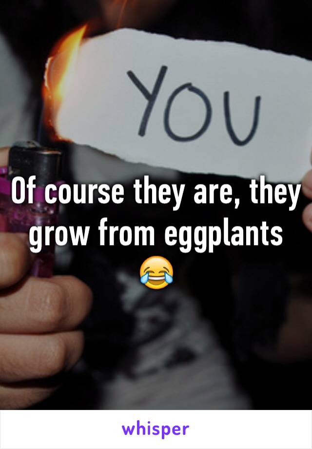 Of course they are, they grow from eggplants 😂