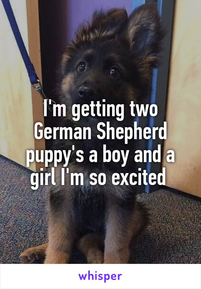 I'm getting two German Shepherd puppy's a boy and a girl I'm so excited 