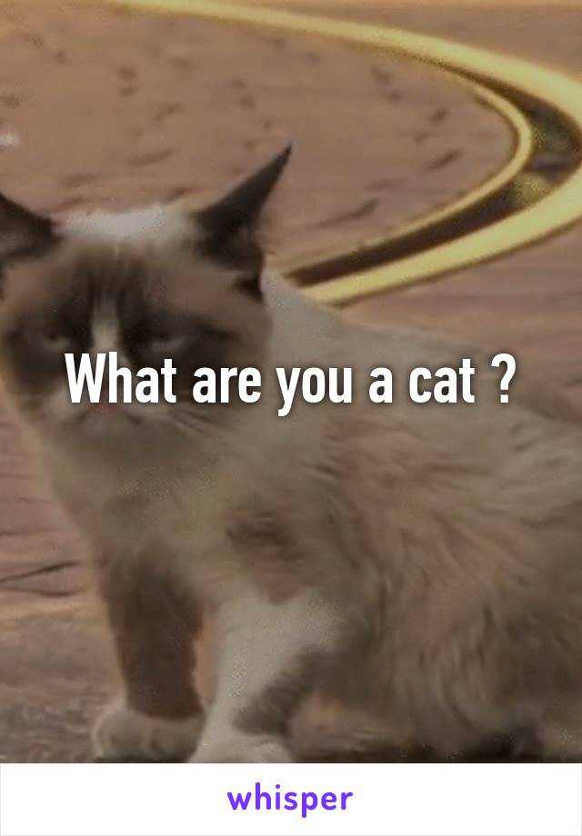 What are you a cat ?
