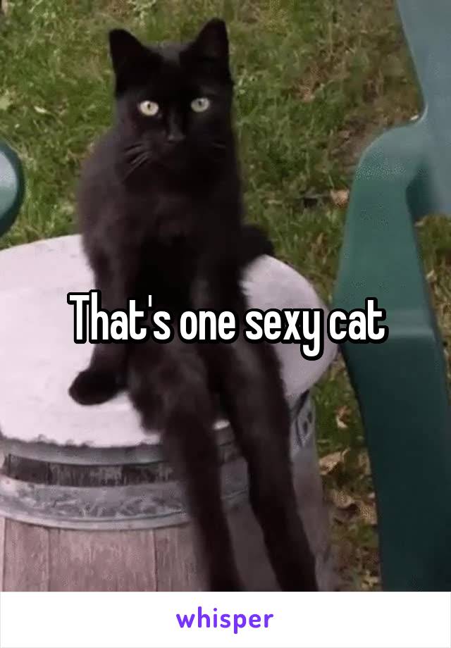 That's one sexy cat