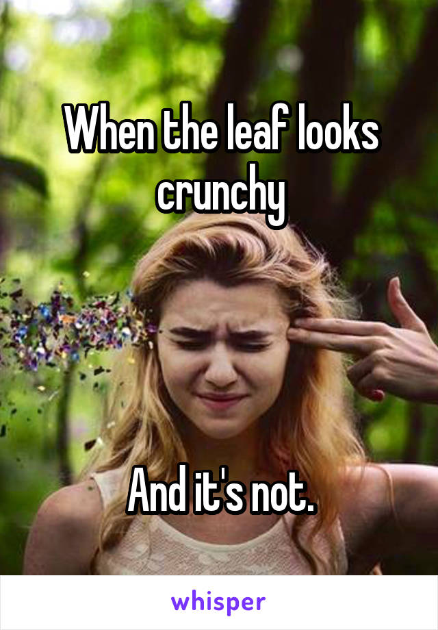 When the leaf looks crunchy




And it's not.