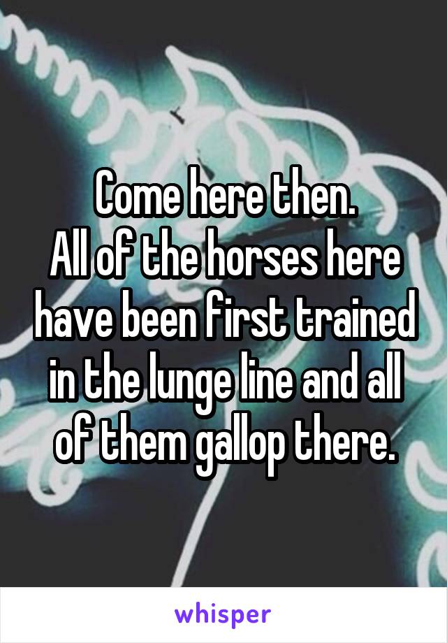 Come here then.
All of the horses here have been first trained in the lunge line and all of them gallop there.