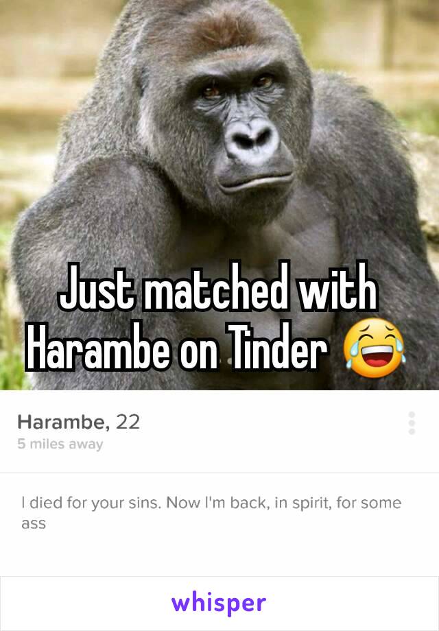 Just matched with Harambe on Tinder 😂
