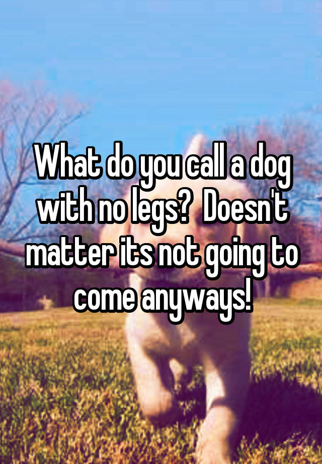 what-do-you-call-a-dog-with-no-legs-doesn-t-matter-its-not-going-to