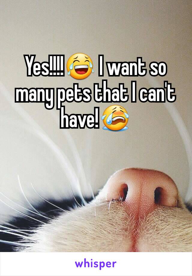 Yes!!!!😂 I want so many pets that I can't have!😭