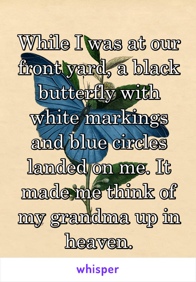 While I was at our front yard, a black butterfly with white markings and blue circles landed on me. It made me think of my grandma up in heaven.