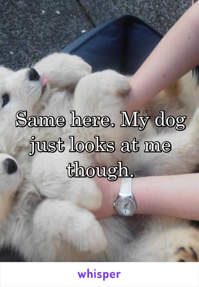 Same here. My dog just looks at me though.