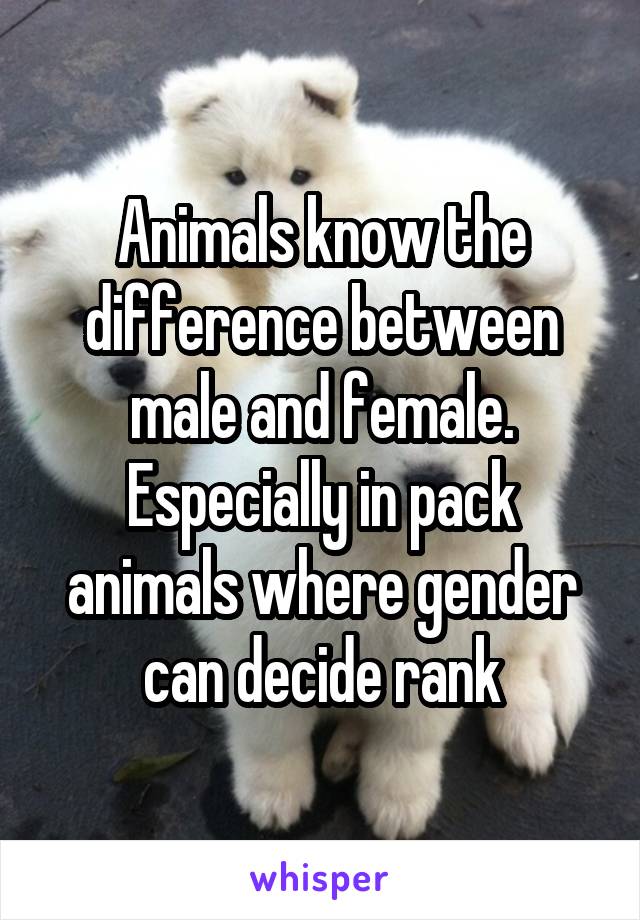 Animals know the difference between male and female. Especially in pack animals where gender can decide rank