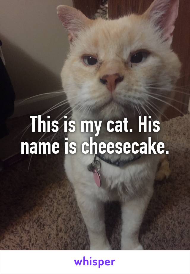 This is my cat. His name is cheesecake.