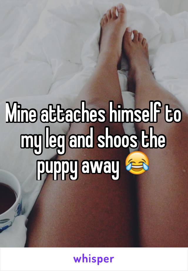Mine attaches himself to my leg and shoos the puppy away 😂