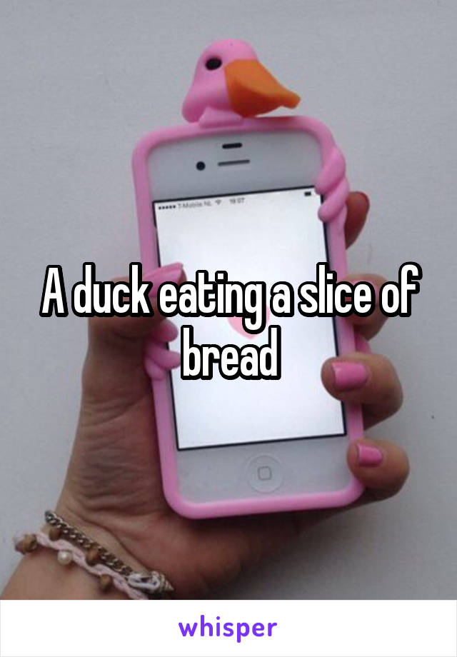 A duck eating a slice of bread
