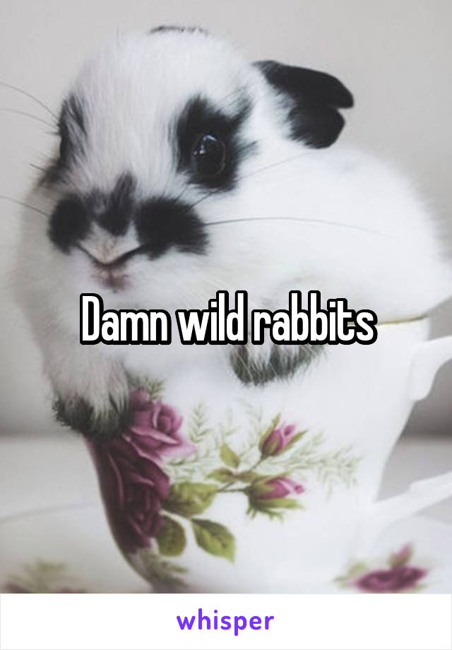 Damn wild rabbits