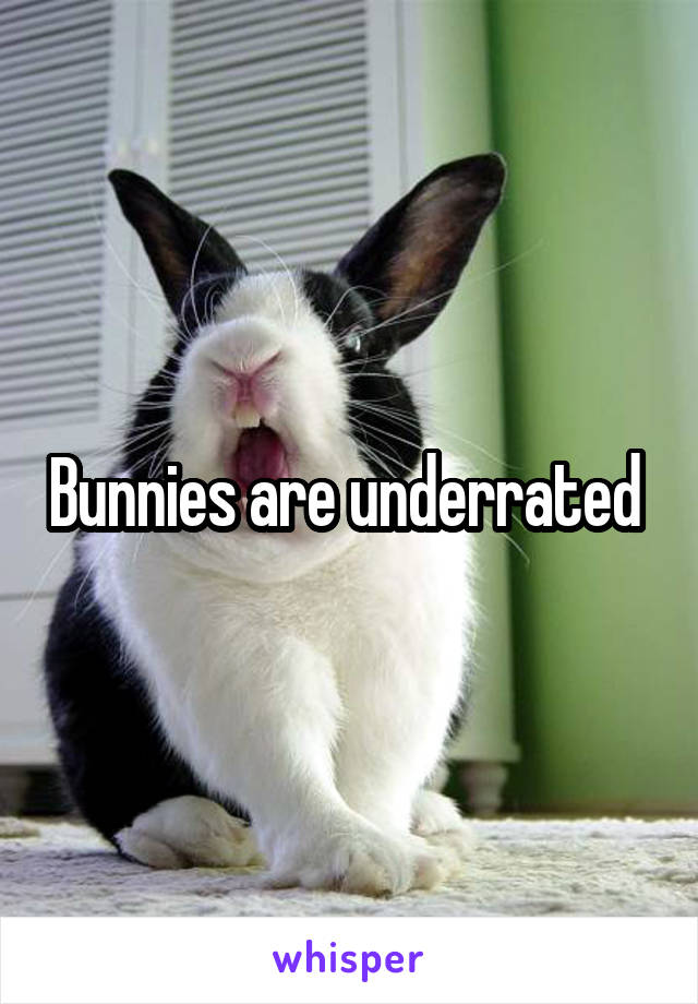 Bunnies are underrated 