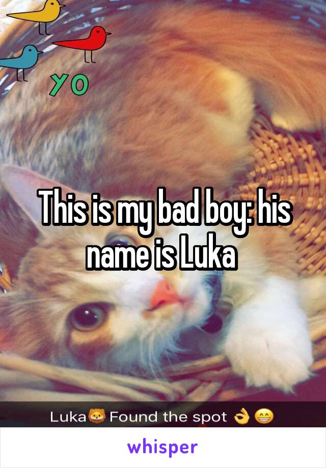 This is my bad boy: his name is Luka 