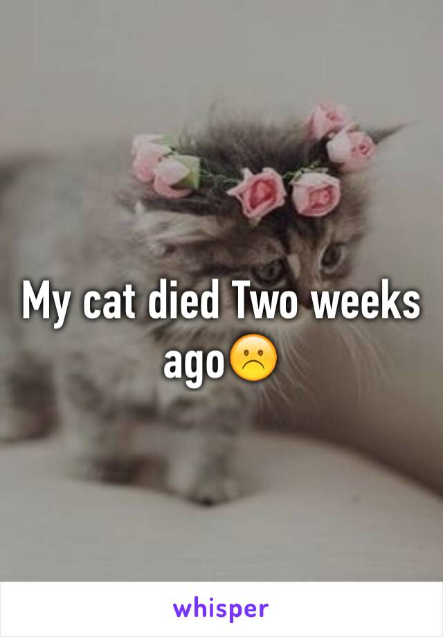 My cat died Two weeks ago☹️