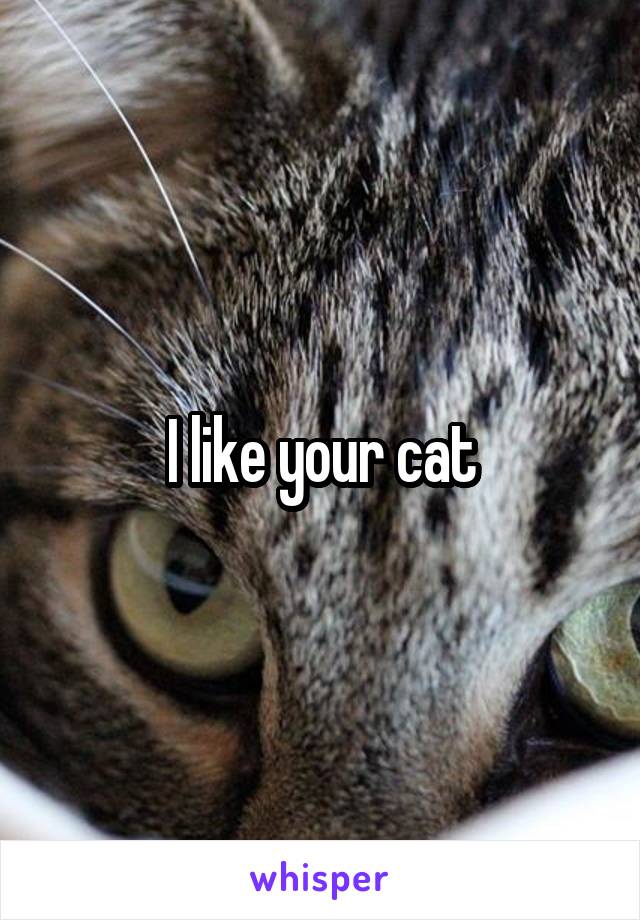 I like your cat
