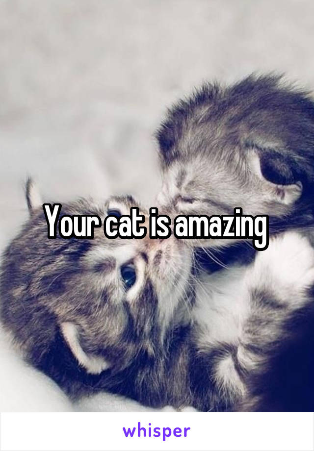 Your cat is amazing 