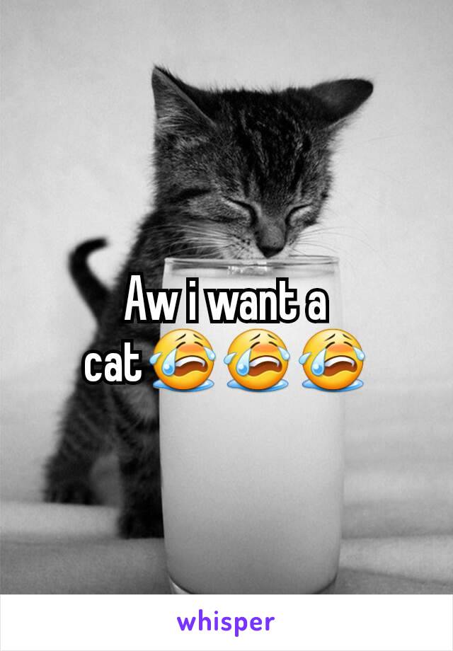 Aw i want a cat😭😭😭