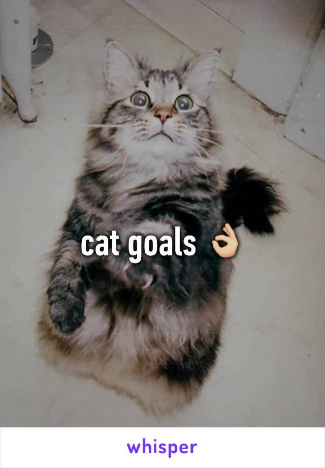 cat goals 👌🏼