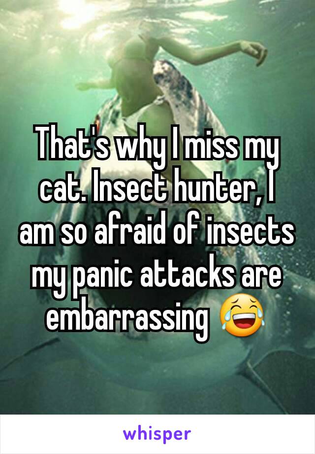 That's why I miss my cat. Insect hunter, I am so afraid of insects my panic attacks are embarrassing 😂