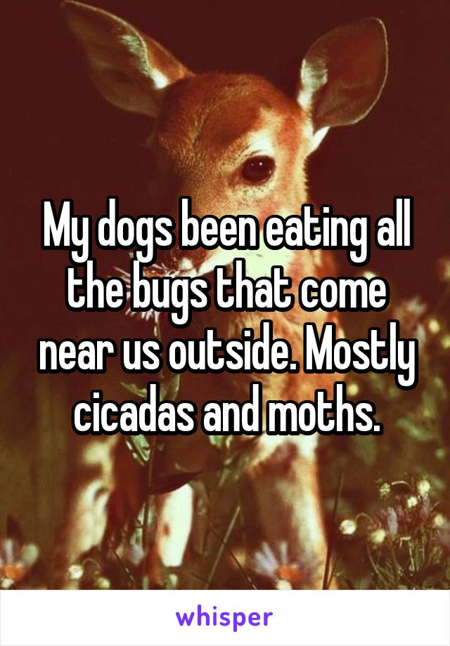 My dogs been eating all the bugs that come near us outside. Mostly cicadas and moths.
