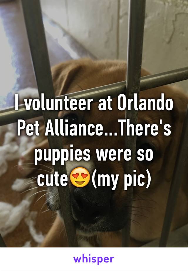 I volunteer at Orlando Pet Alliance...There's puppies were so cute😍(my pic)