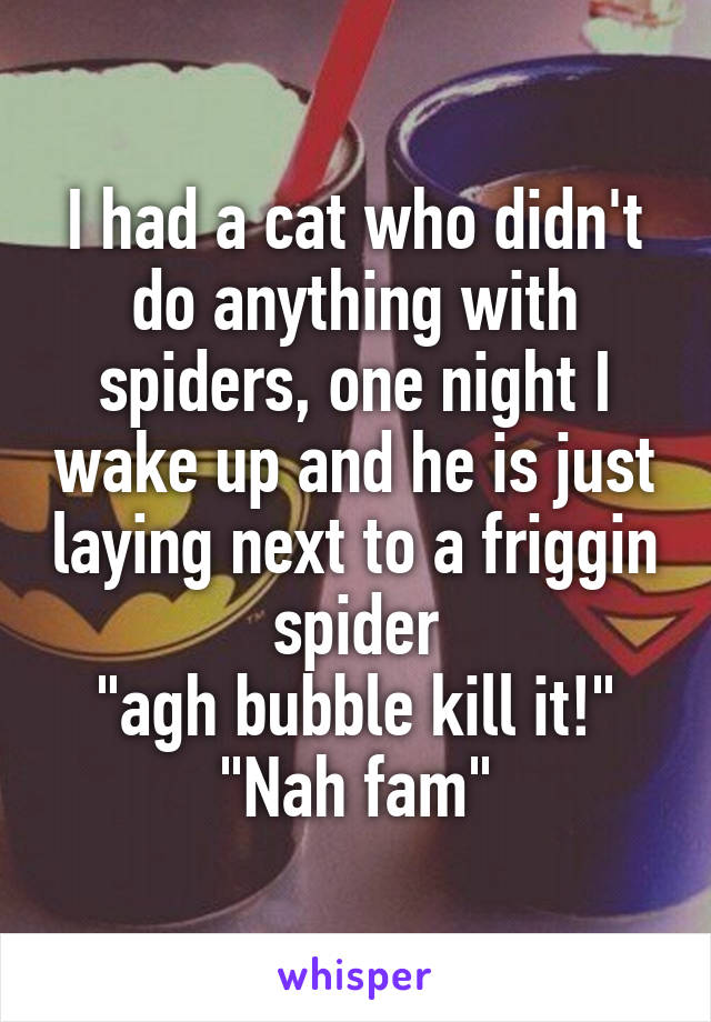 I had a cat who didn't do anything with spiders, one night I wake up and he is just laying next to a friggin spider
"agh bubble kill it!"
"Nah fam"