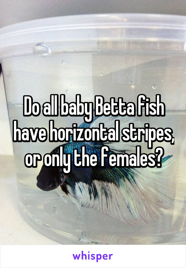 Do all baby Betta fish have horizontal stripes, or only the females?