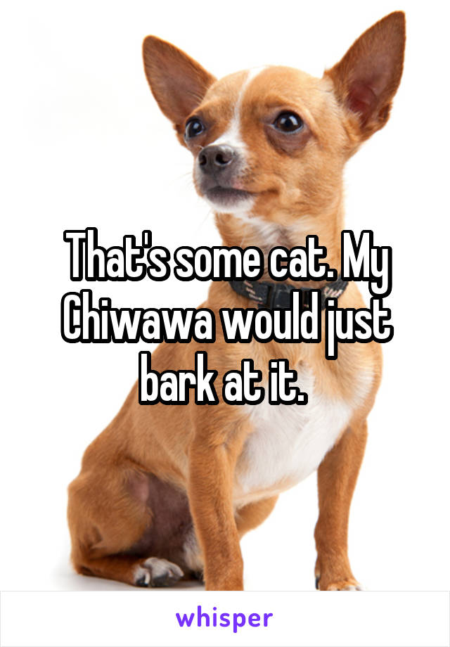 That's some cat. My Chiwawa would just bark at it. 