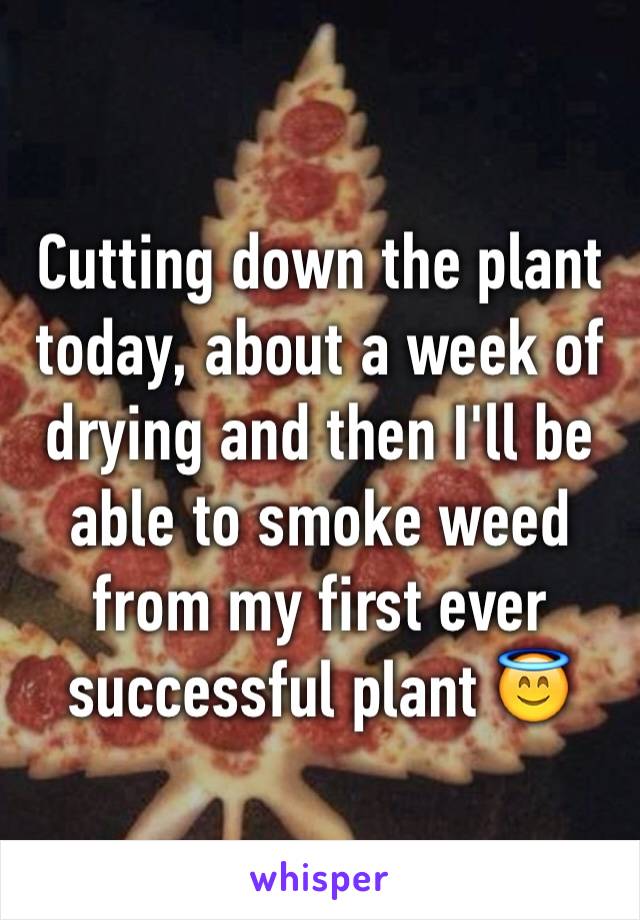 Cutting down the plant today, about a week of drying and then I'll be able to smoke weed from my first ever successful plant 😇