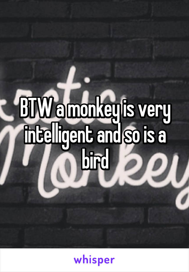 BTW a monkey is very intelligent and so is a bird