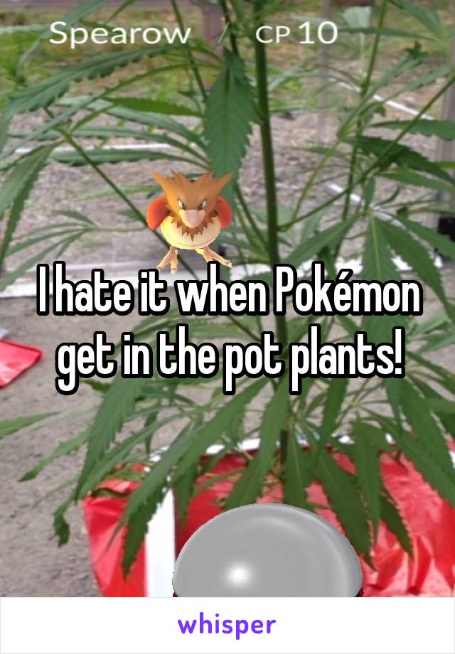 I hate it when Pokémon get in the pot plants!