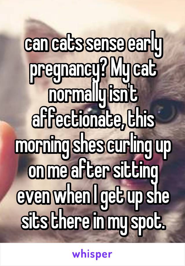 can cats sense early pregnancy? My cat normally isn't affectionate, this morning shes curling up on me after sitting even when I get up she sits there in my spot.