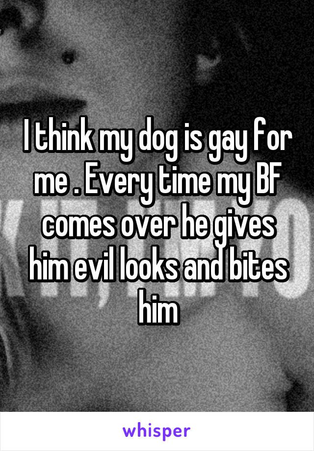 I think my dog is gay for me . Every time my BF comes over he gives him evil looks and bites him