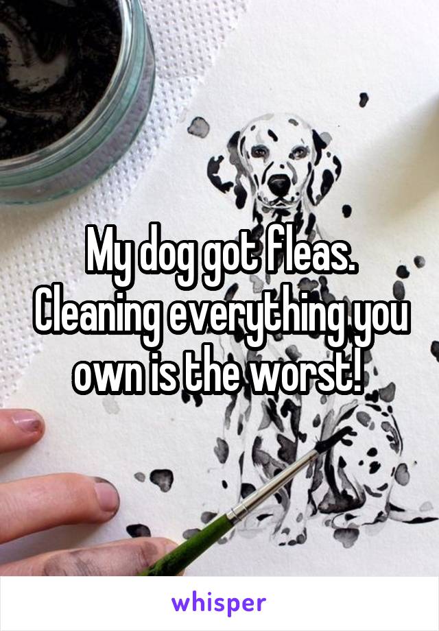 My dog got fleas. Cleaning everything you own is the worst! 