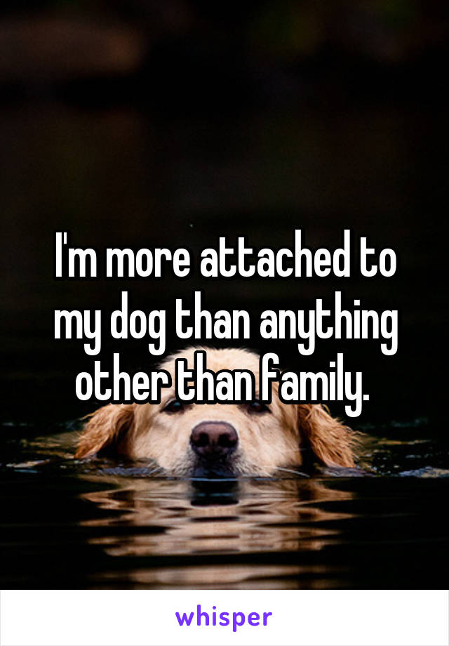 I'm more attached to my dog than anything other than family. 