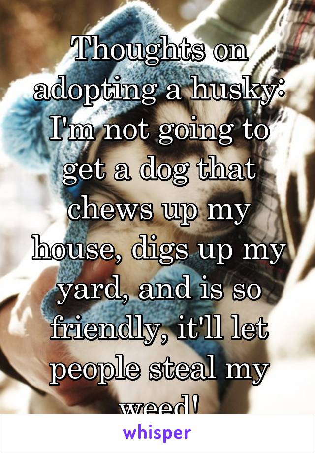 Thoughts on adopting a husky:
I'm not going to get a dog that chews up my house, digs up my yard, and is so friendly, it'll let people steal my weed!