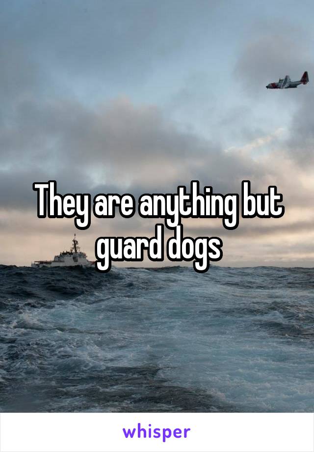 They are anything but guard dogs