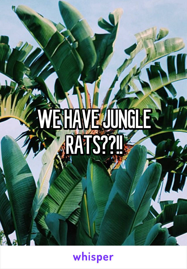 WE HAVE JUNGLE RATS??!!