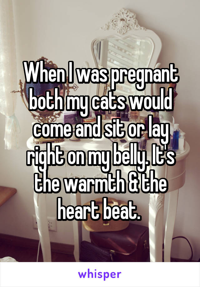 When I was pregnant both my cats would come and sit or lay right on my belly. It's the warmth & the heart beat. 