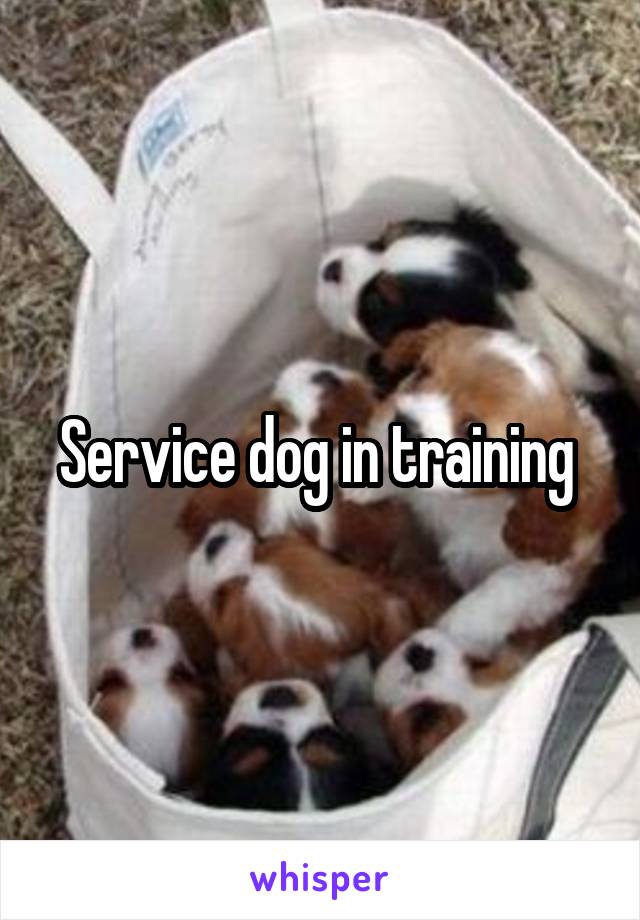 Service dog in training 