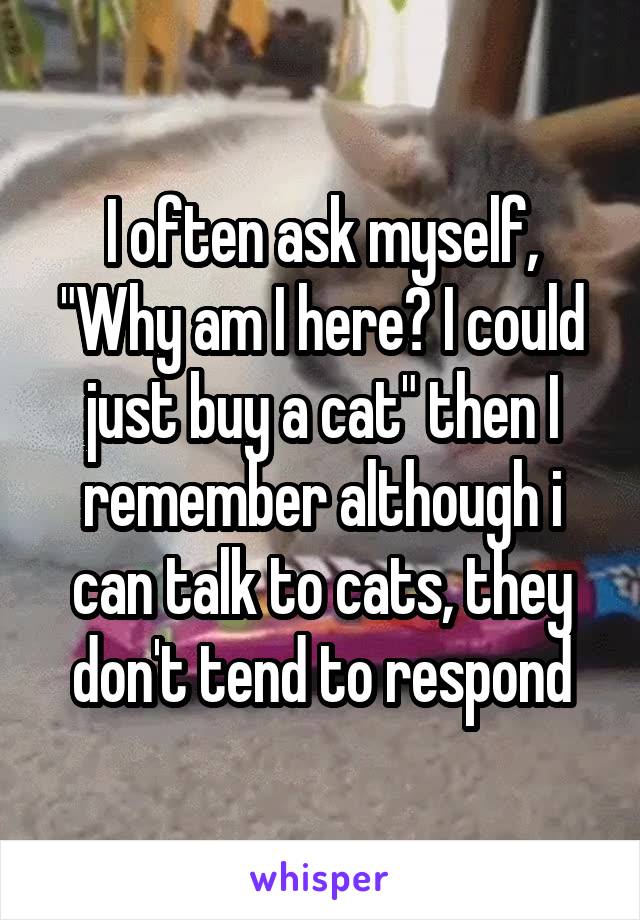 I often ask myself, "Why am I here? I could just buy a cat" then I remember although i can talk to cats, they don't tend to respond