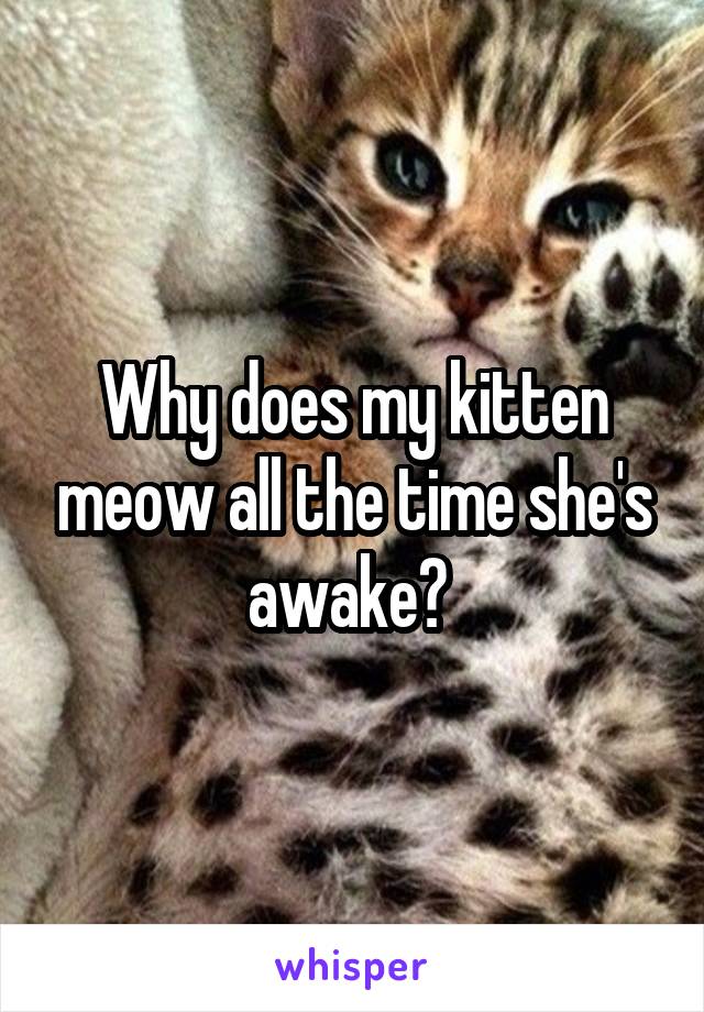 Why does my kitten meow all the time she's awake? 