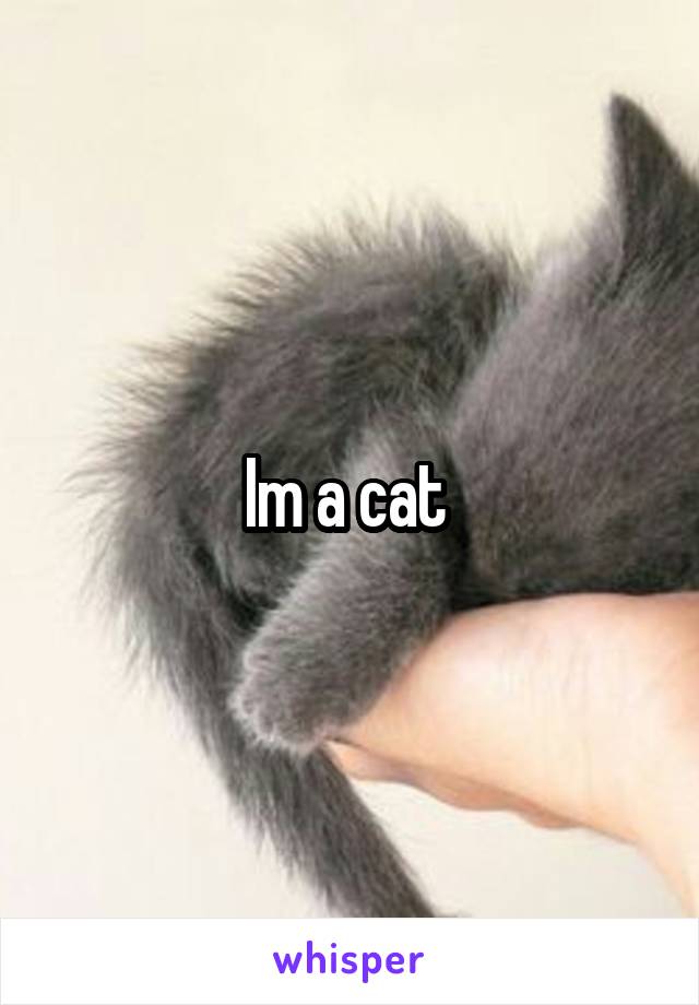 Im a cat 