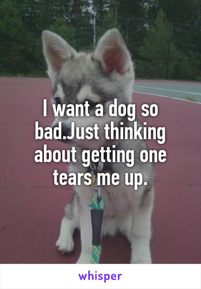 I want a dog so bad.Just thinking about getting one tears me up.