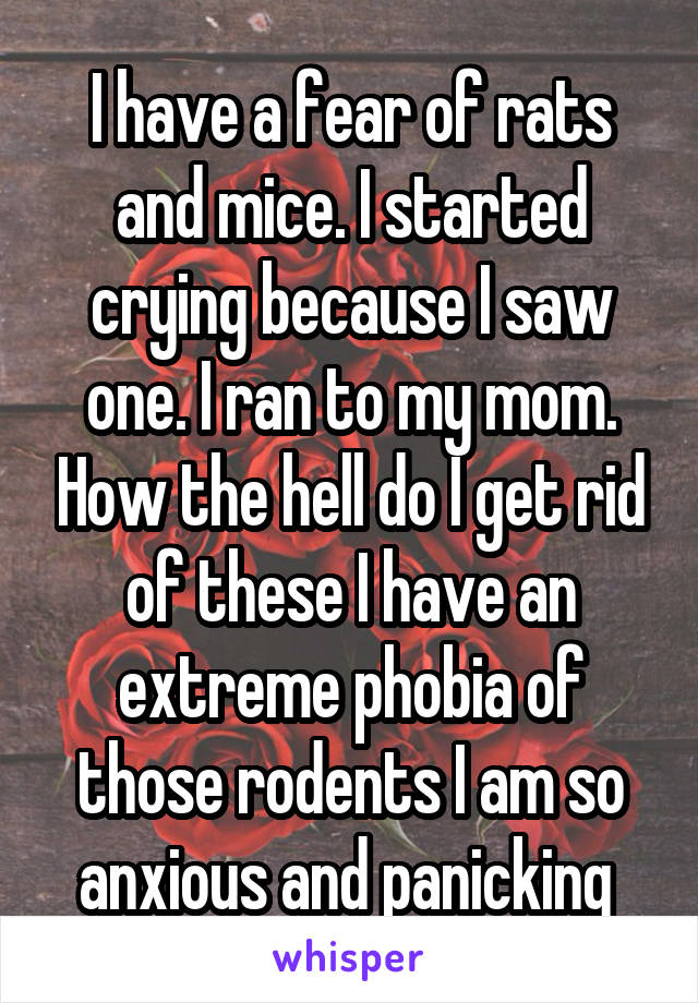 I have a fear of rats and mice. I started crying because I saw one. I ran to my mom. How the hell do I get rid of these I have an extreme phobia of those rodents I am so anxious and panicking 