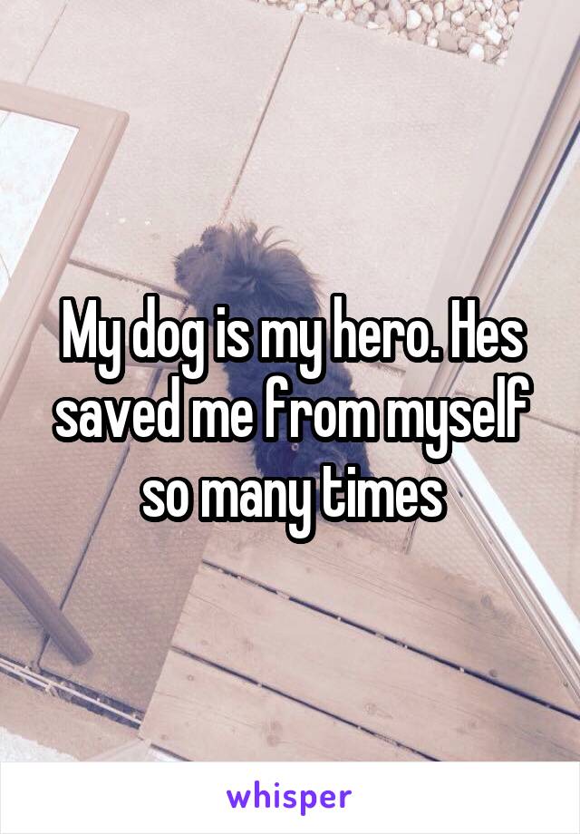 My dog is my hero. Hes saved me from myself so many times