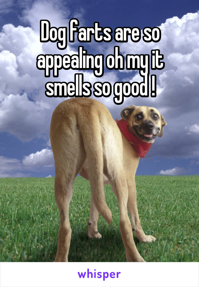 Dog farts are so appealing oh my it smells so good !





