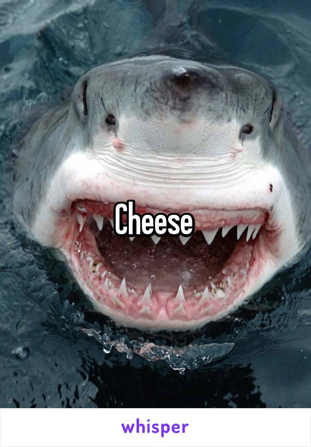 Cheese 